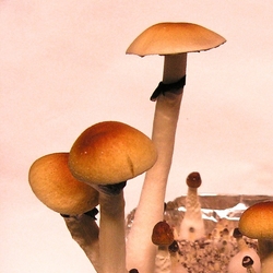 Spory Psilocybe cubensis Ban Hua Thai (10 ml)