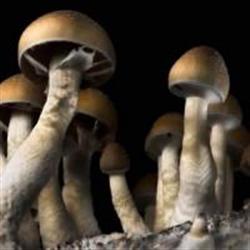 Spory Psilocybe cubensis Dutch King (Mexican) (10 ml)