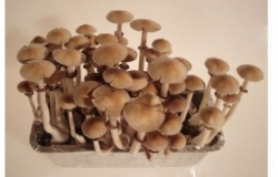 Spore Psilocybe cubensis Equador (10 ml)