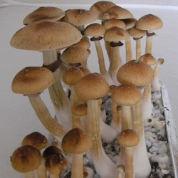 Spory Psilocybe cubensis Escondido (Mexico) (10 ml)