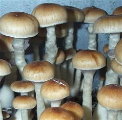 Spory Psilocybe cubensis Mazatapec (10 ml)