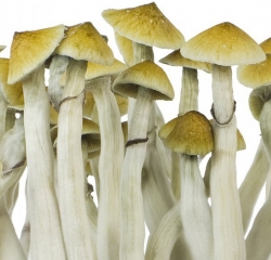 Spore Psilocybe cubensis B+ (10 ml)